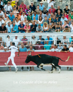 Course Camarguaise bull race in Arles, France